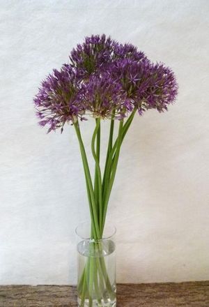 ALLIUM PURPLE RAIN 75
